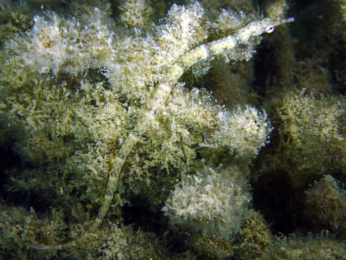 Corythoichthys haematopterus