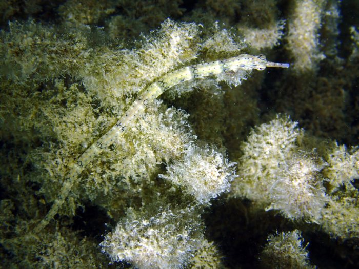 Corythoichthys haematopterus
