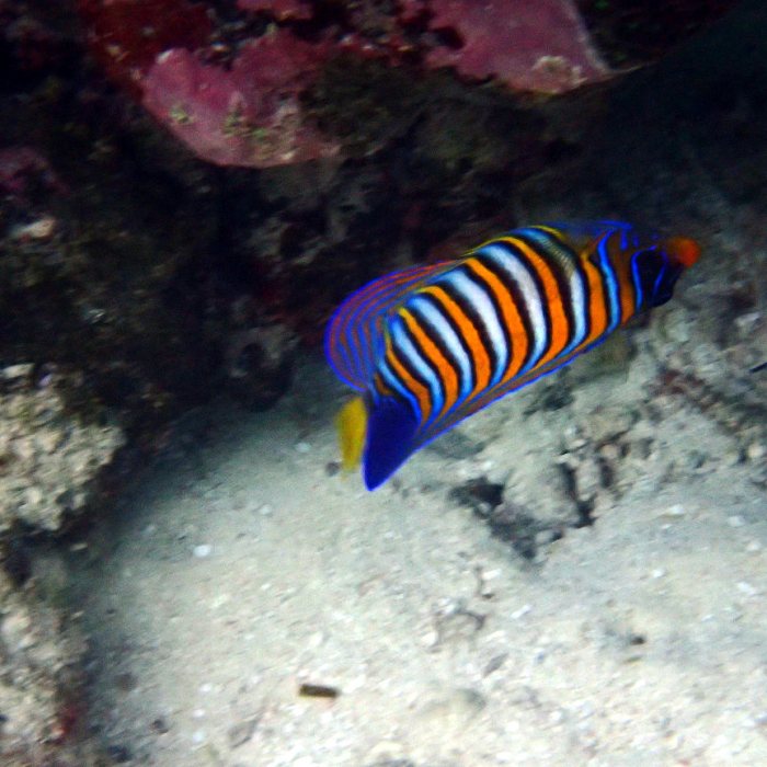Pygoplites diacanthus