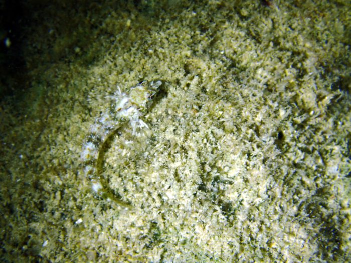 Poisson à trois nageoires