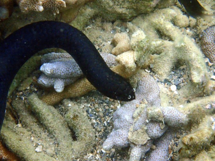 Emydocephalus annulatus
