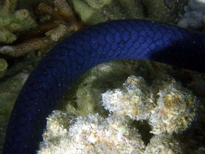 Emydocephalus annulatus