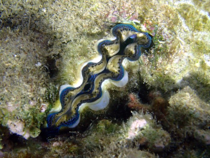 Bénitier