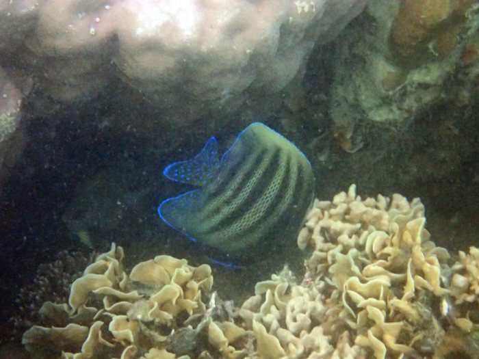 Pomacanthus sexstriatus