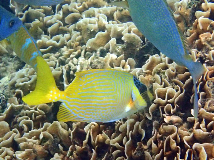Siganus puellus