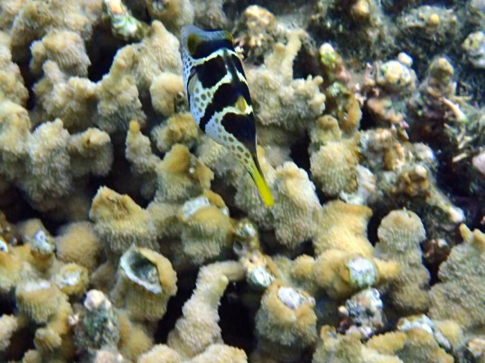 Canthigaster valentini