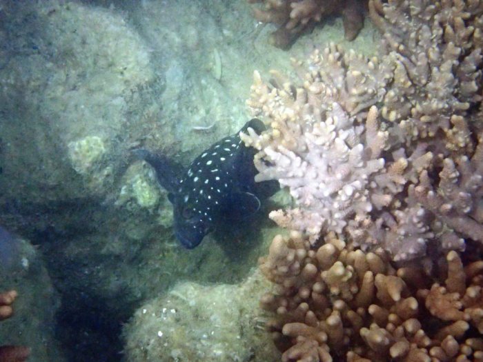 Epinephelus coeruleopunctatus