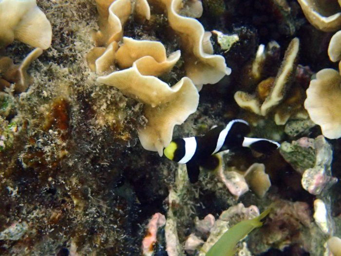 Amphiprion akindynos