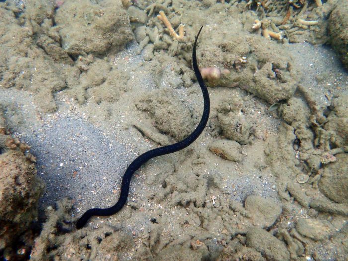 Emydocephalus annulatus