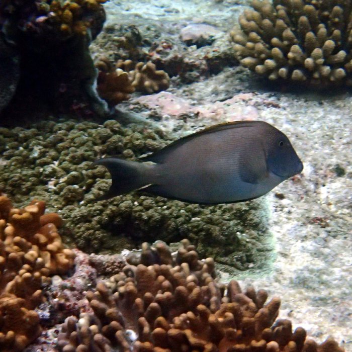 Ctenochaetus striatus