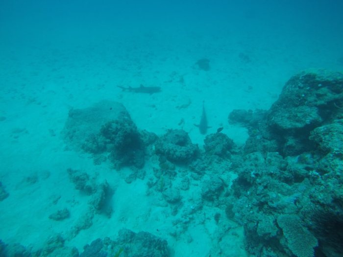 Requin à pointe blanche du lagon