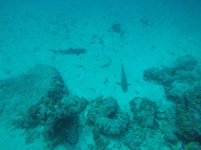 Requin à pointe blanche du lagon