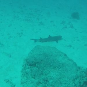 Requin à pointe blanche du lagon