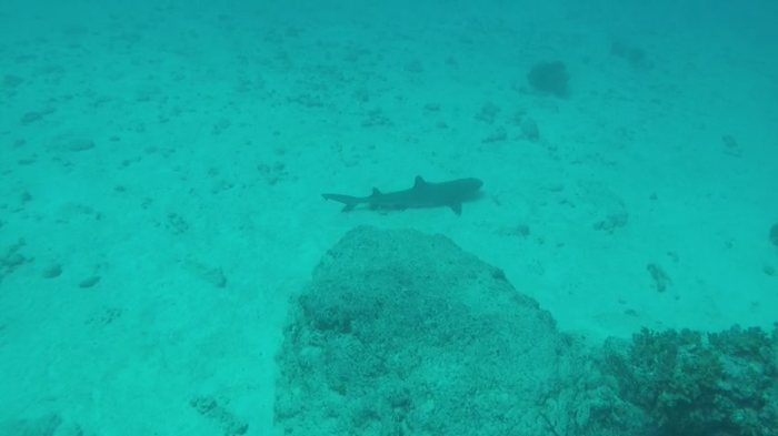 Requin à pointe blanche du lagon