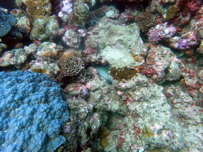 Requin à pointe blanche du lagon