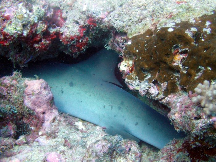 Requin à pointe blanche du lagon