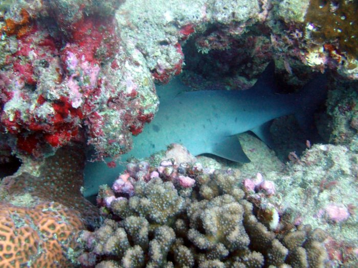Requin à pointe blanche du lagon