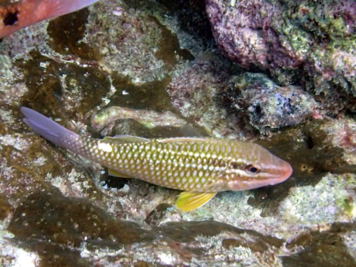 Parupeneus ciliatus
