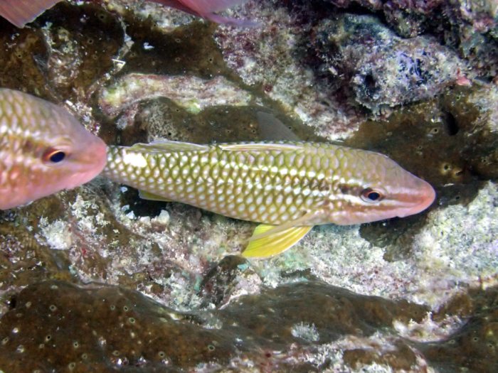 Parupeneus ciliatus