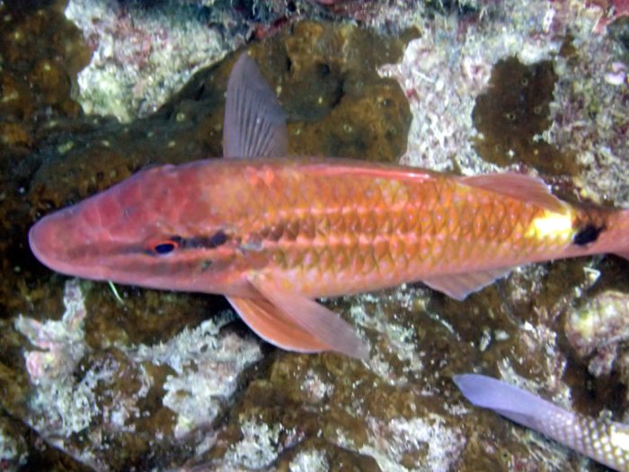 Parupeneus ciliatus