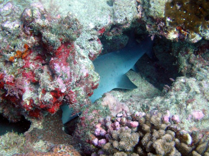 Requin à pointe blanche du lagon