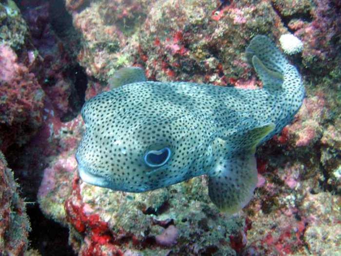 Diodon hystrix
