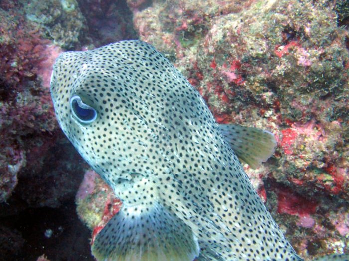 Diodon hystrix