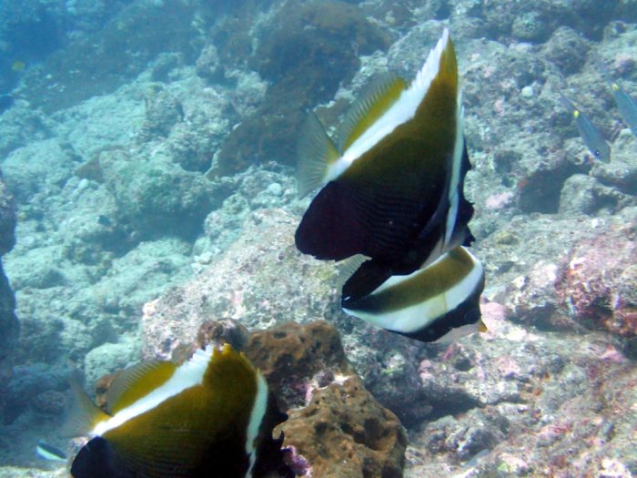 Heniochus varius