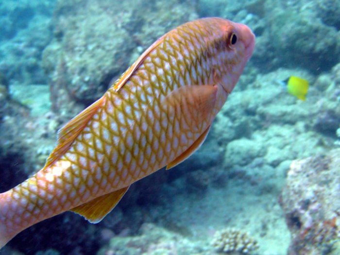 Parupeneus ciliatus