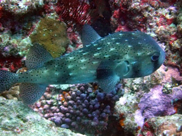 Diodon hystrix