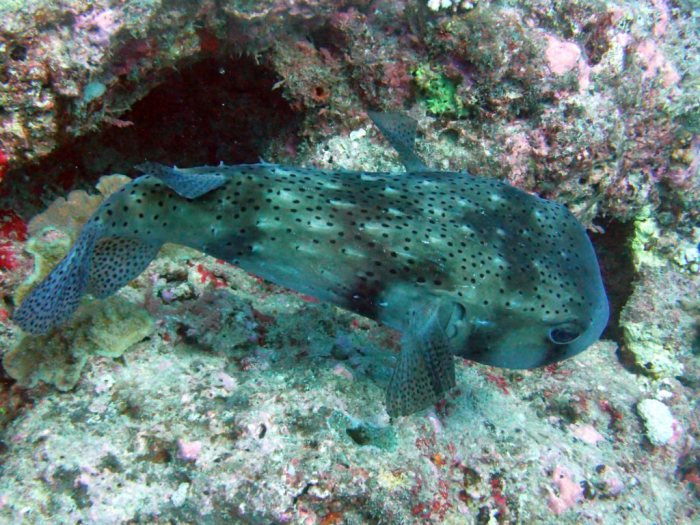 Diodon hystrix