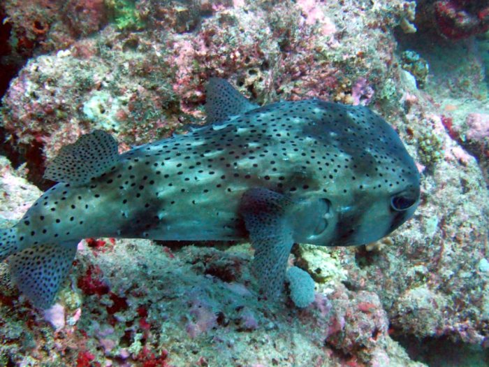 Diodon hystrix
