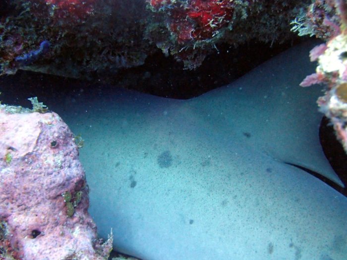 Requin à pointe blanche du lagon