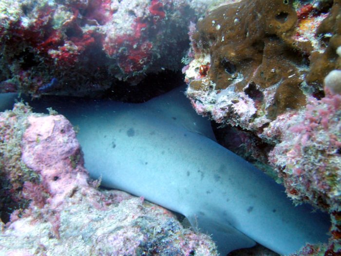Requin à pointe blanche du lagon