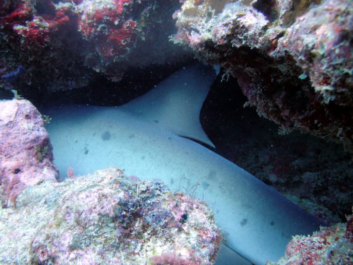 Requin à pointe blanche du lagon