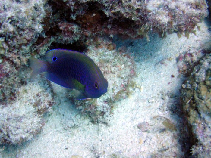 Pomacentrus vaiuli