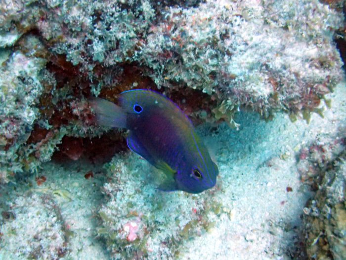 Pomacentrus vaiuli
