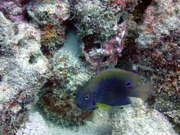 Pomacentrus vaiuli