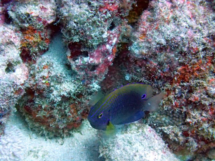 Pomacentrus vaiuli