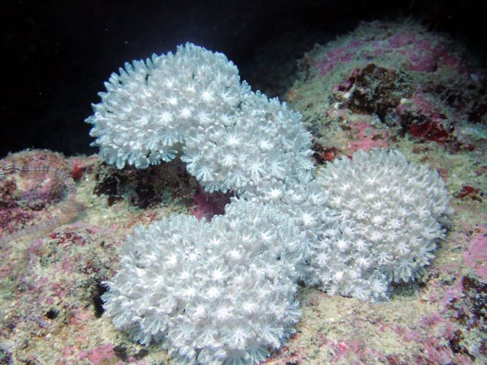 Xenia sp.