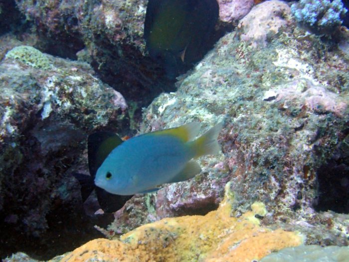 Plectroglyphidodon imparipennis