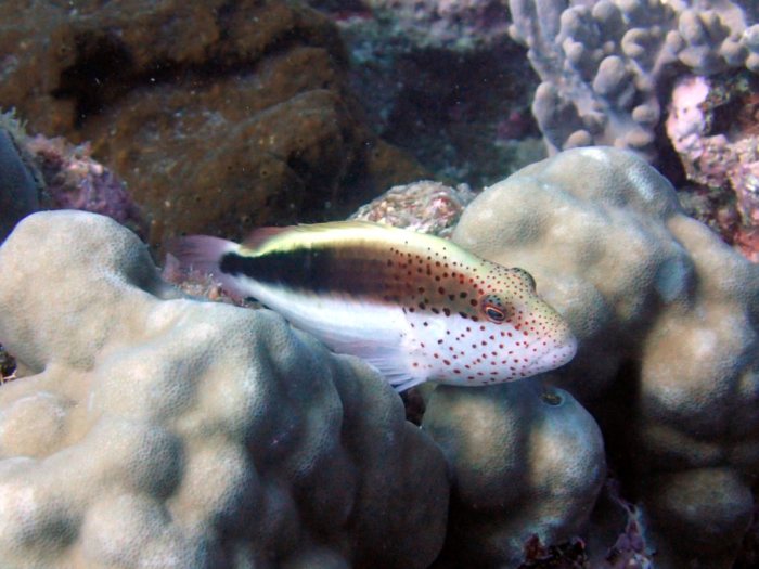 Paracirrhites forsteri
