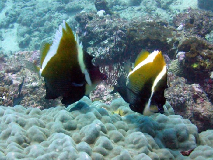 Heniochus varius
