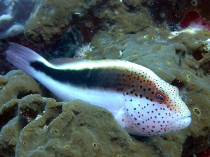 Paracirrhites forsteri
