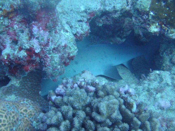 Requin à pointe blanche du lagon