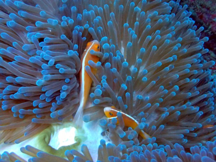 Amphiprion perideraion