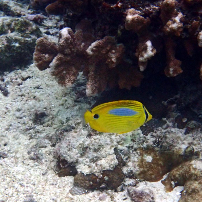 Chaetodon plebeius
