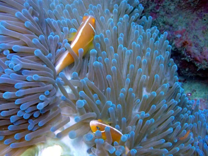 Amphiprion perideraion