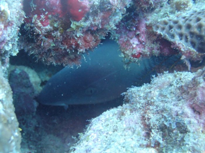 Requin à pointe blanche du lagon