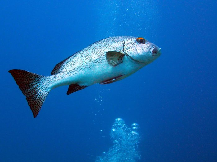 Plectorhinchus picus